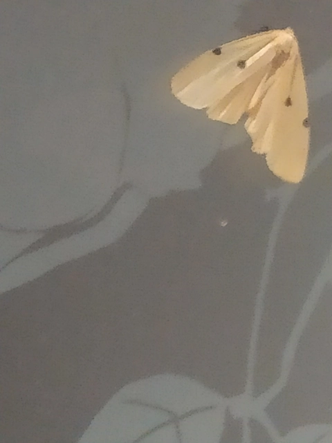 Lithosia quadra - négypettyes zuzmószövő