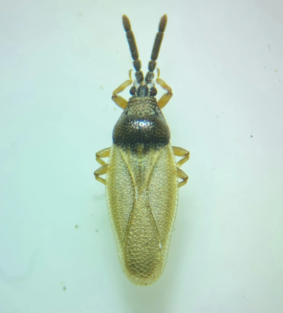 Catoplatus horvathi