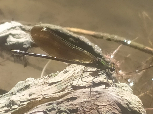 Calopteryx virgo - kisasszony-szitakötő
