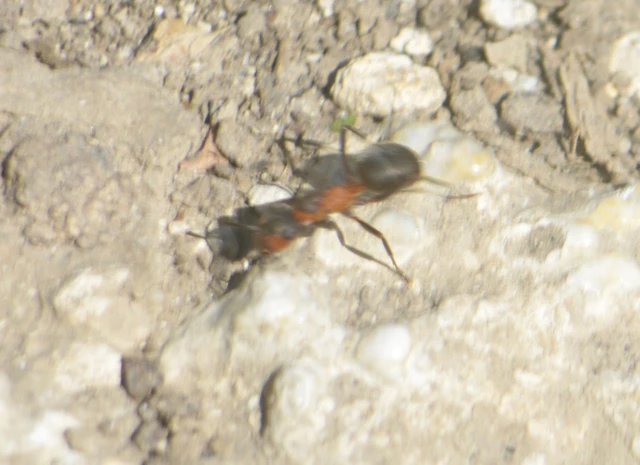 Formica pratensis - réti vöröshangya