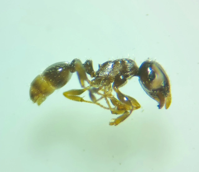 Tetramorium hungaricum - magyar gyepihangya