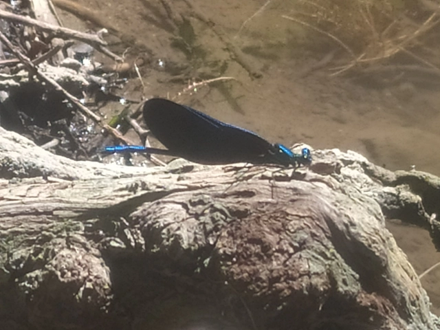 Calopteryx virgo - kisasszony-szitakötő