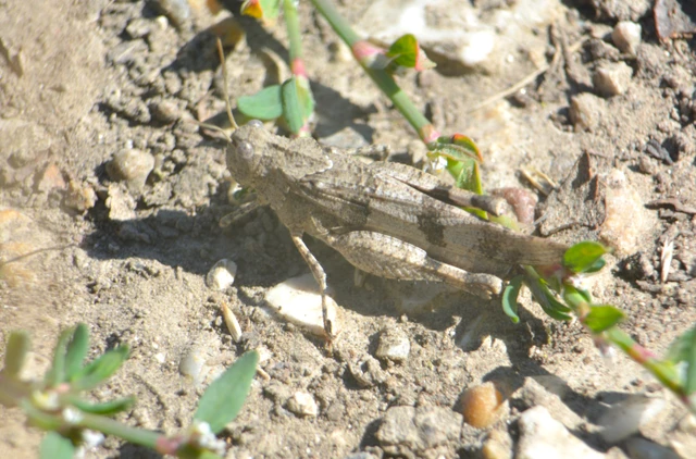Oedipoda caerulescens - kékszárnyú sáska