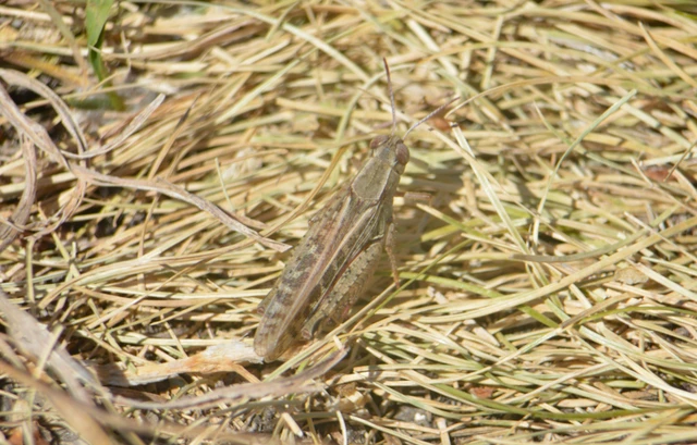 Calliptamus italicus - olaszsáska