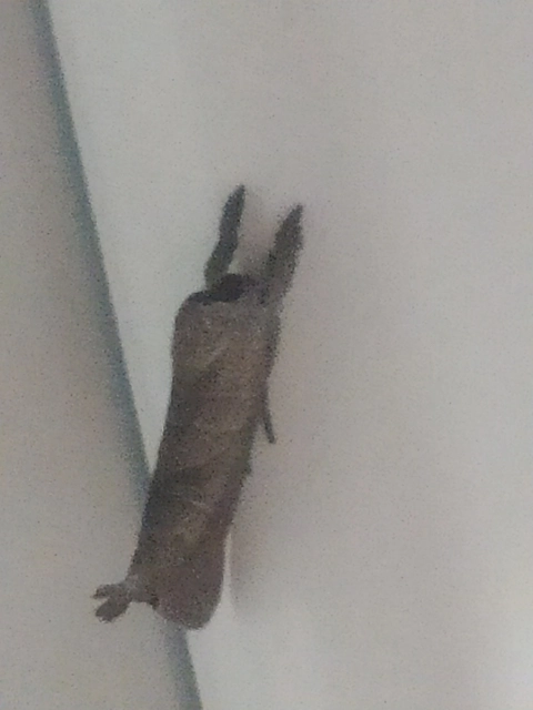 Clostera anastomosis - barna levélszövő