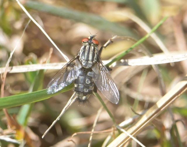 Sarcophagidae - húslégyfélék