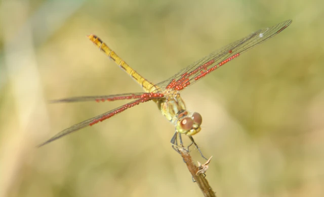 Sympetrum meridionale - fakó katona-szitakötő