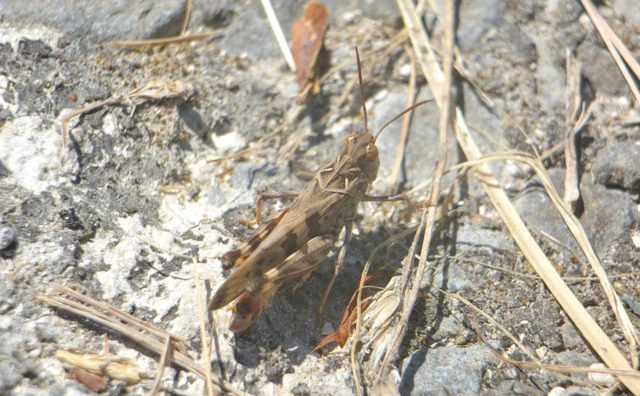 Oedaleus decorus - szalagos sáska