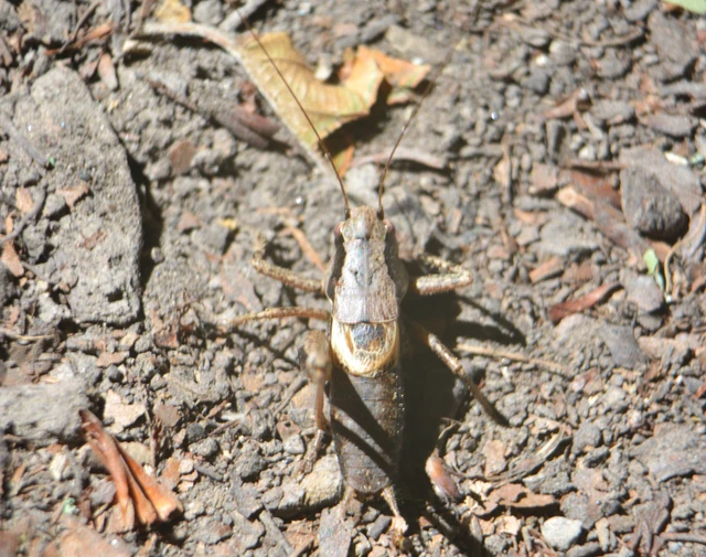 Pholidoptera griseoaptera - szürke avarszöcske