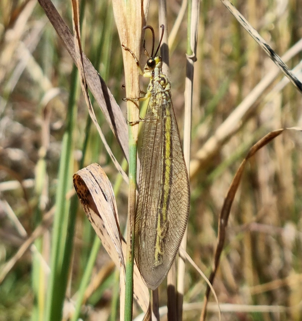 Myrmecaelurus trigrammus - hangyafarkas