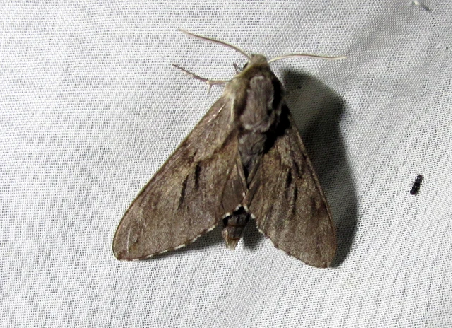 Hyloicus pinastri - fenyőszender