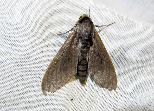 Hyloicus pinastri - fenyőszender