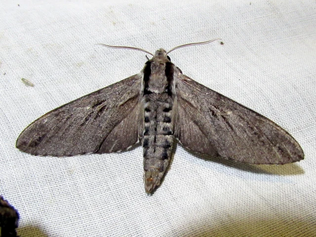 Hyloicus pinastri - fenyőszender