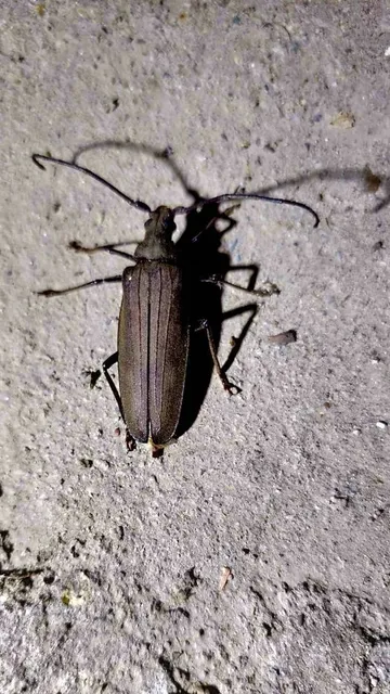 Aegosoma scabricorne - diófacincér