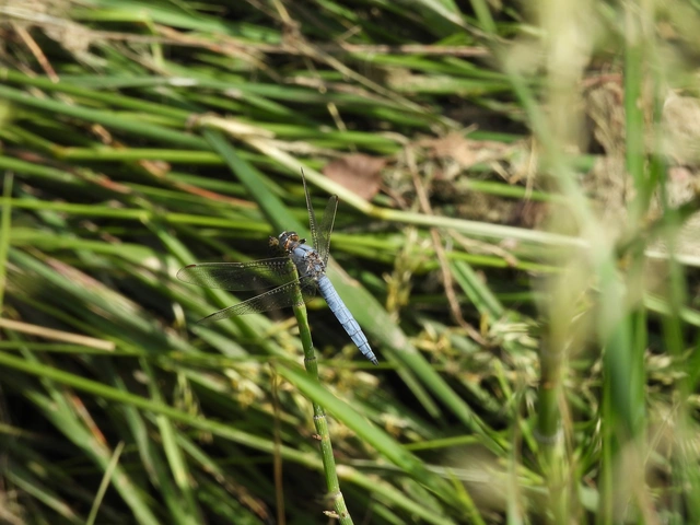 Orthetrum brunneum - pataki pásztorszitakötő