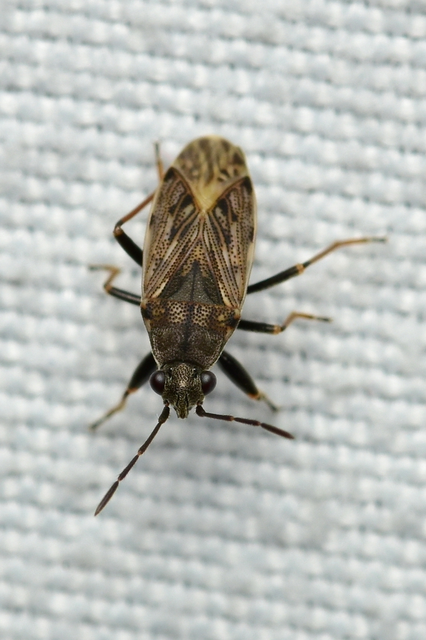 Peritrechus