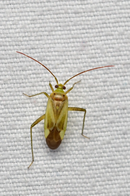Adelphocoris lineolatus - lucernapoloska