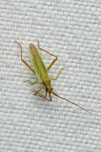 Stenodema calcarata - sarkantyús mezeipoloska