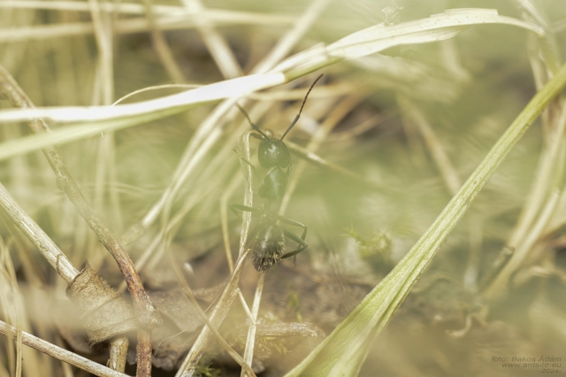 Camponotus vagus - fekete lóhangya