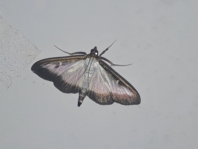 Cydalima perspectalis - puszpáng-tűzmoly