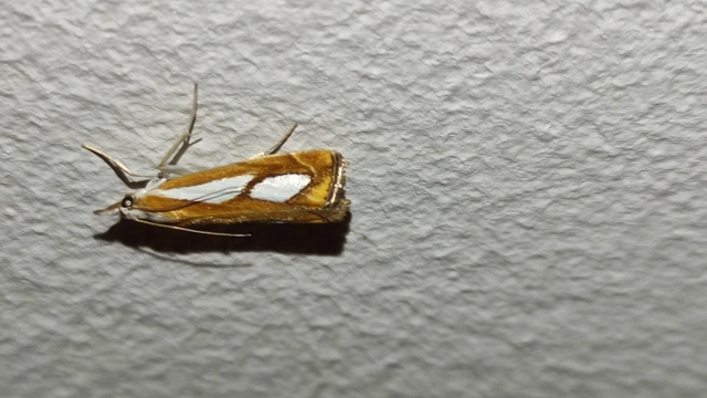 Catoptria