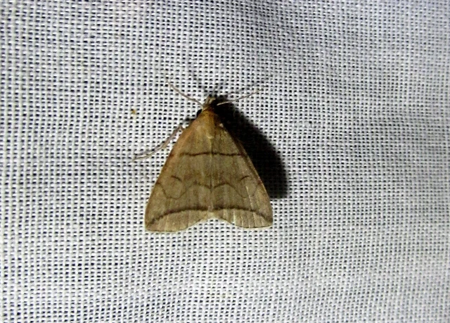 Herminia grisealis - ligeti karcsúbagoly