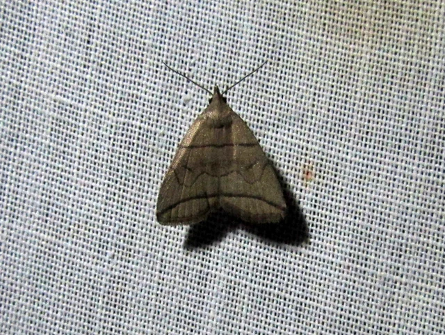 Herminia grisealis - ligeti karcsúbagoly
