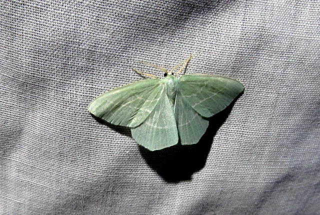 Hemistola chrysoprasaria - kékes zöldaraszoló
