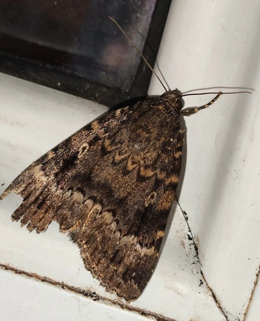 Amphipyra berbera/pyramidea