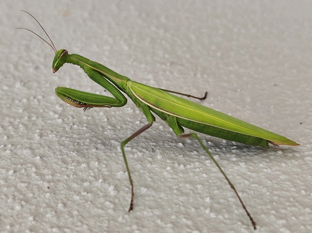 Mantis religiosa - imádkozósáska