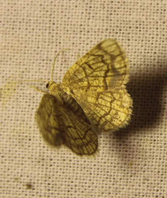 Stegania dilectaria - fehérnyár-araszoló