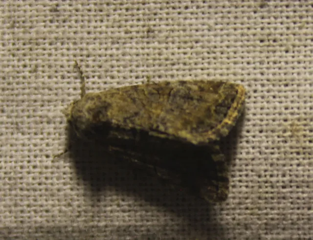 Mesoligia furuncula - kétszínű dudvabagoly Mesoligia furuncula - kétszínű dudvabagoly
