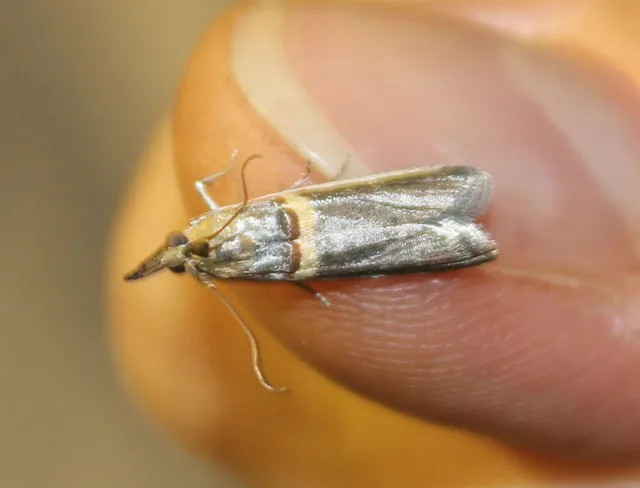 Etiella zinckenella - akácmoly