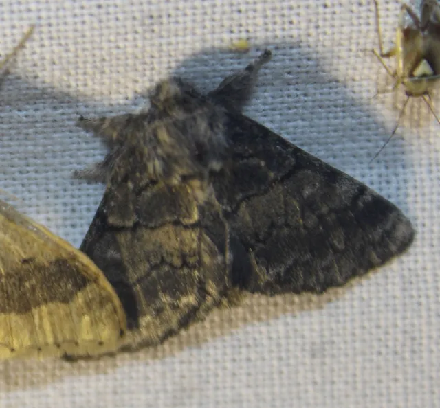 Gluphisia crenata - kormos púposszövő