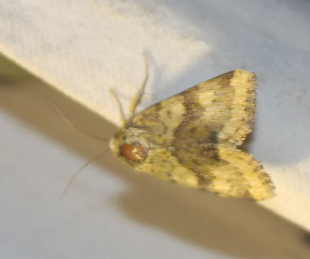 Heliothis viriplaca - mácsonyabagoly