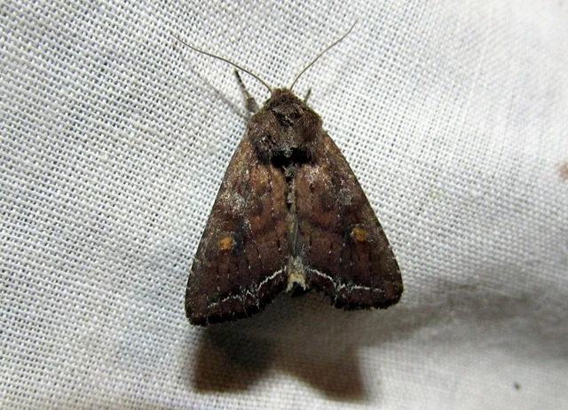 Lacanobia oleracea - saláta-kertibagoly