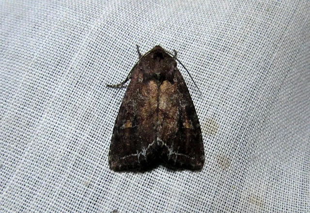 Lacanobia oleracea - saláta-kertibagoly