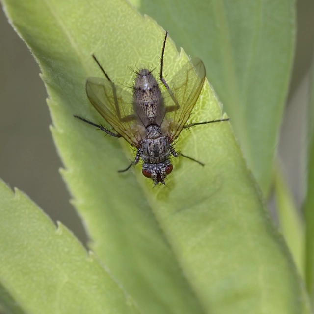Tachinidae - fürkészlegyek