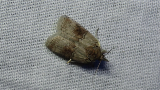 Nycteola asiatica - nyárfa-trapézbagoly