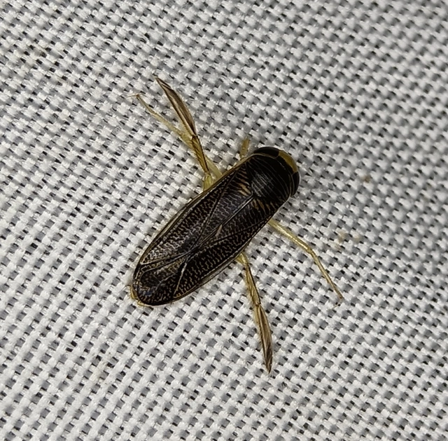 Corixidae - búvárpoloskák Corixidae - búvárpoloskák