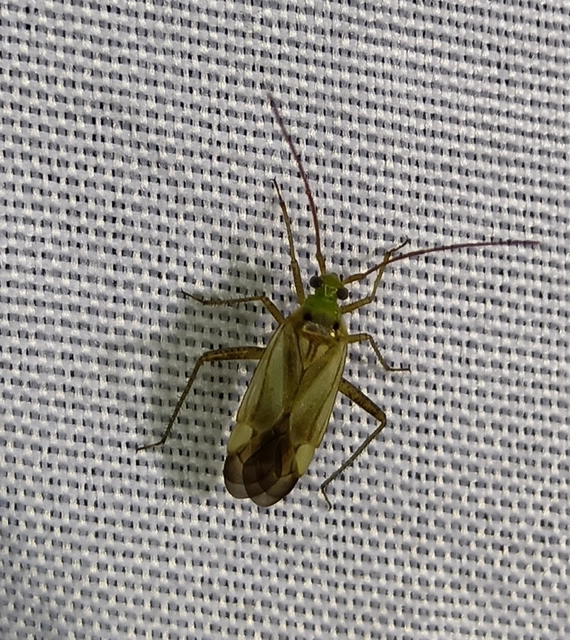 Adelphocoris lineolatus - lucernapoloska