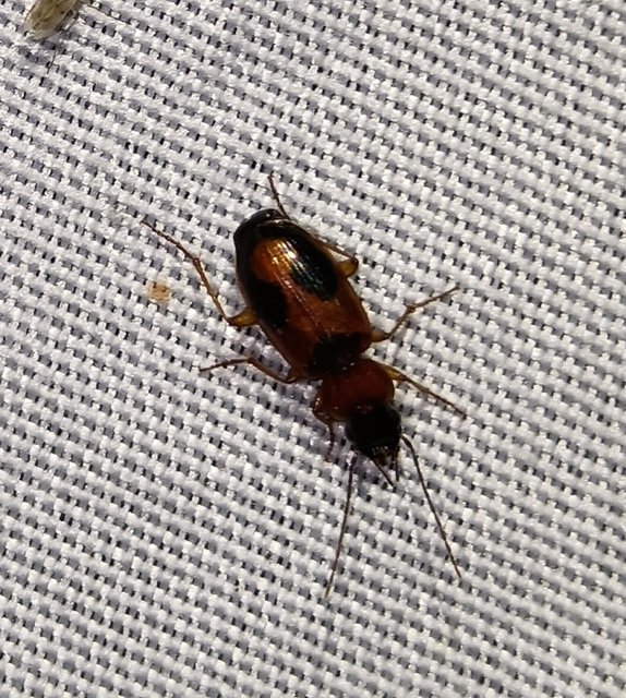 Badister meridionalis - közönséges posványfutonc