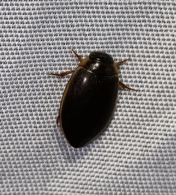Rhantus