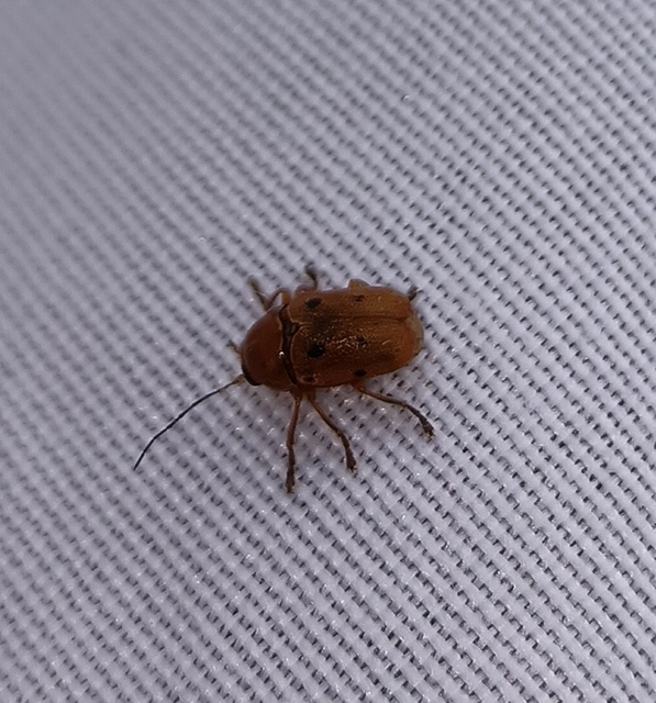Cryptocephalus octomaculatus - nyolcfoltos zömökbogár