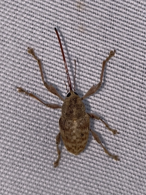 Curculio elephas - gesztenyezsuzsóka
