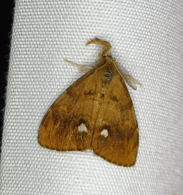 Orgyia antiqua - rozsdabarna kisszövő