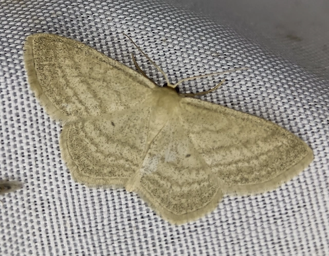 Scopula virgulata - vesszős sávosaraszoló