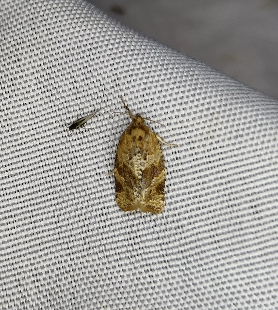 Argyrotaenia ljungiana - ékes sodrómoly