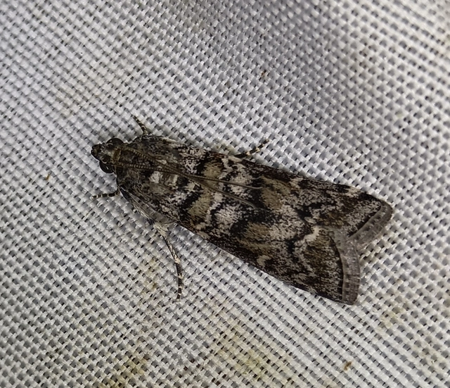 Dioryctria
