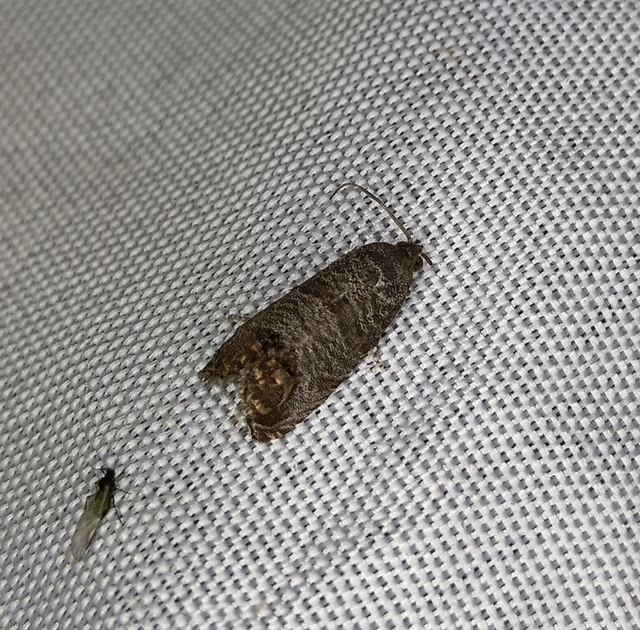 Cydia pomonella - almamoly